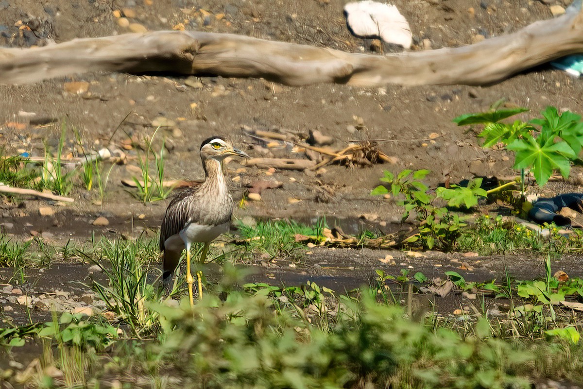 Double-striped Thick-knee - ML351357261
