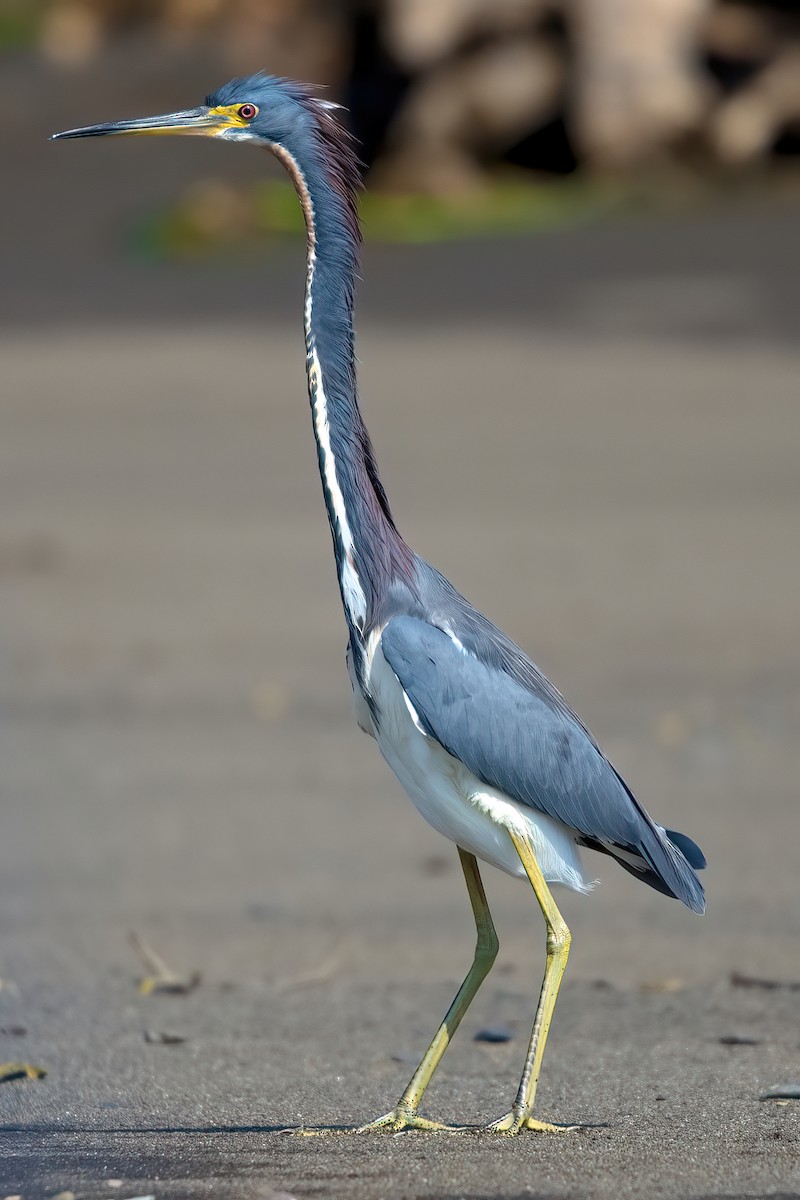 Tricolored Heron - Jaap Velden