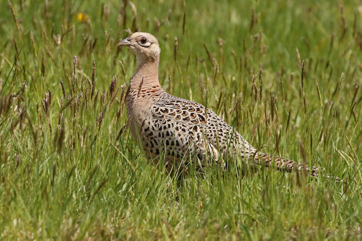 Ring-necked Pheasant - Jeffrey Offermann