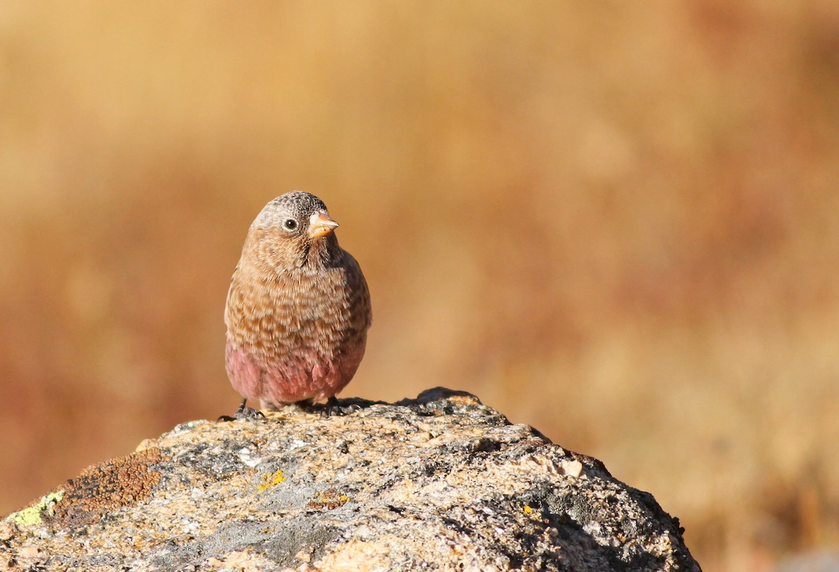 Brown-capped Rosy-Finch - ML351365611