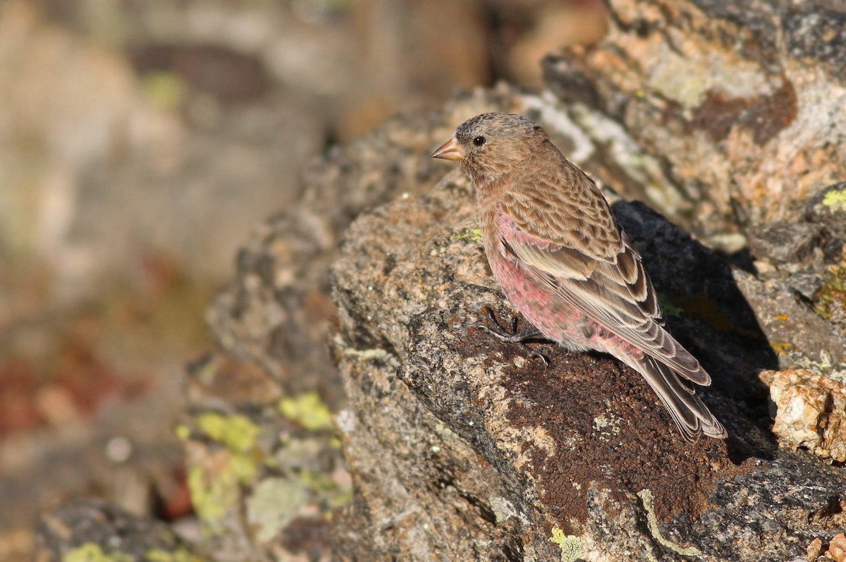 Brown-capped Rosy-Finch - ML351365631