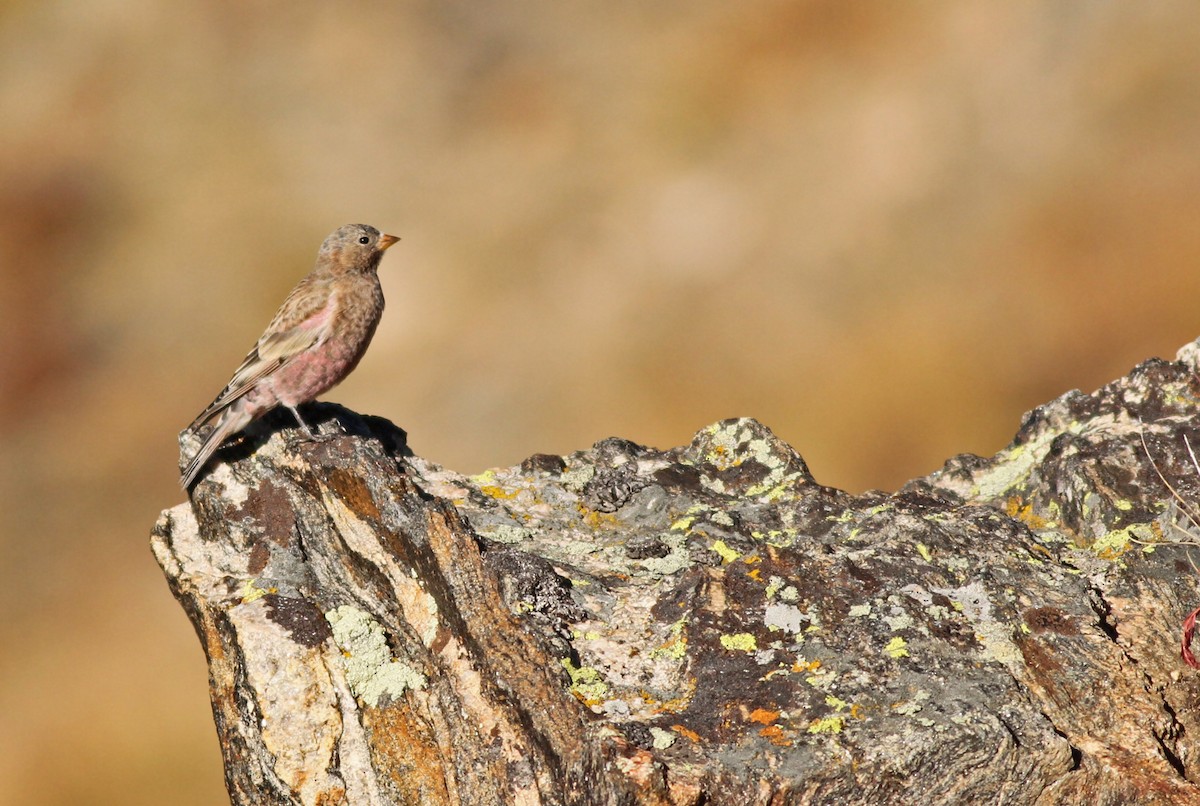 Brown-capped Rosy-Finch - Jeremiah Trimble