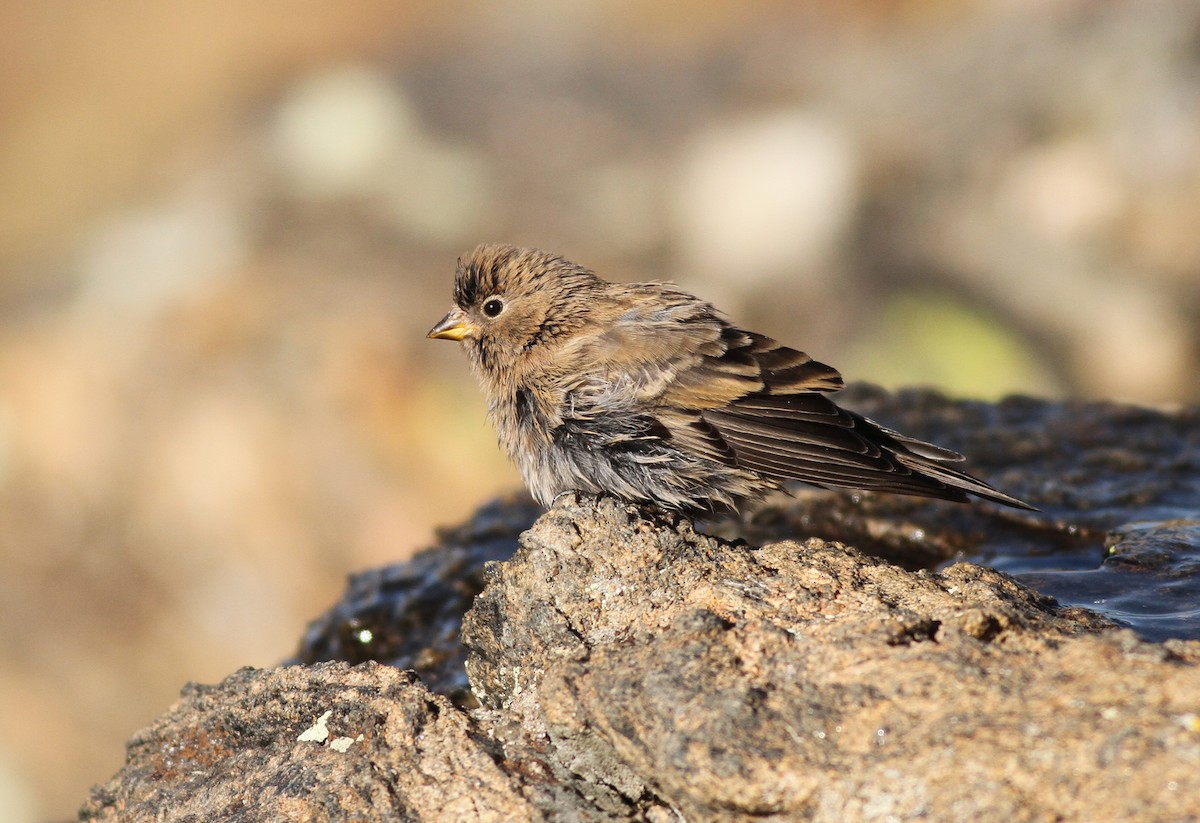Brown-capped Rosy-Finch - Jeremiah Trimble