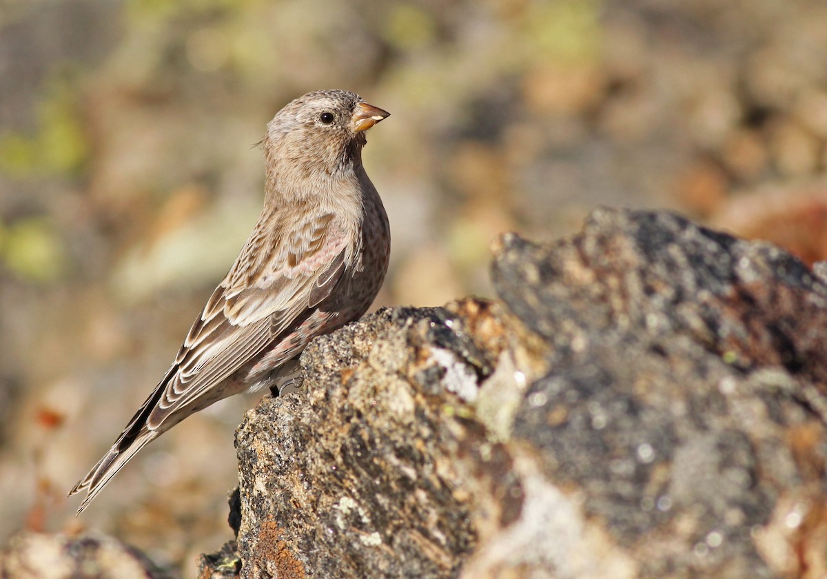 Brown-capped Rosy-Finch - ML351365671
