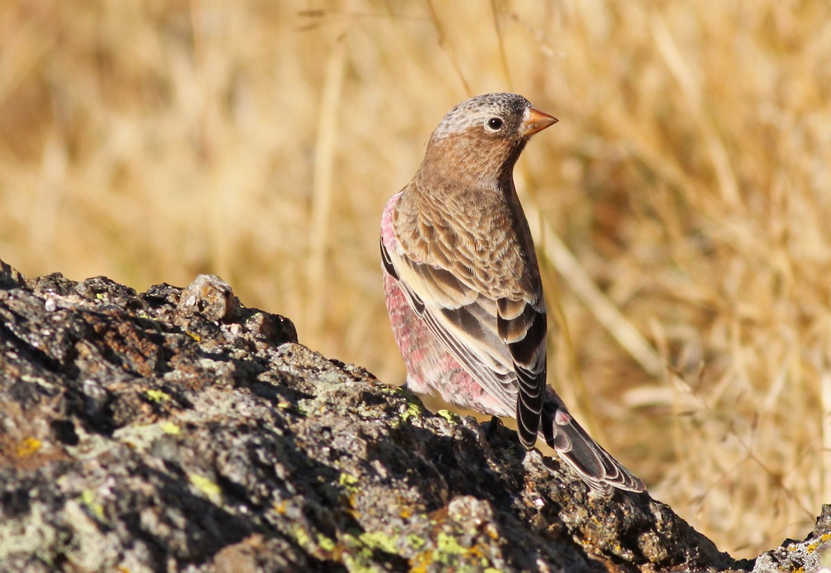 Brown-capped Rosy-Finch - ML351365681