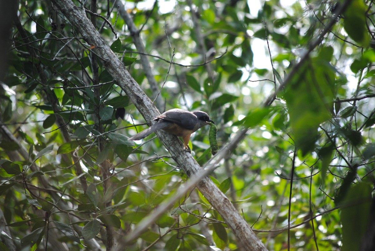 Mangrove Cuckoo - ML35136841