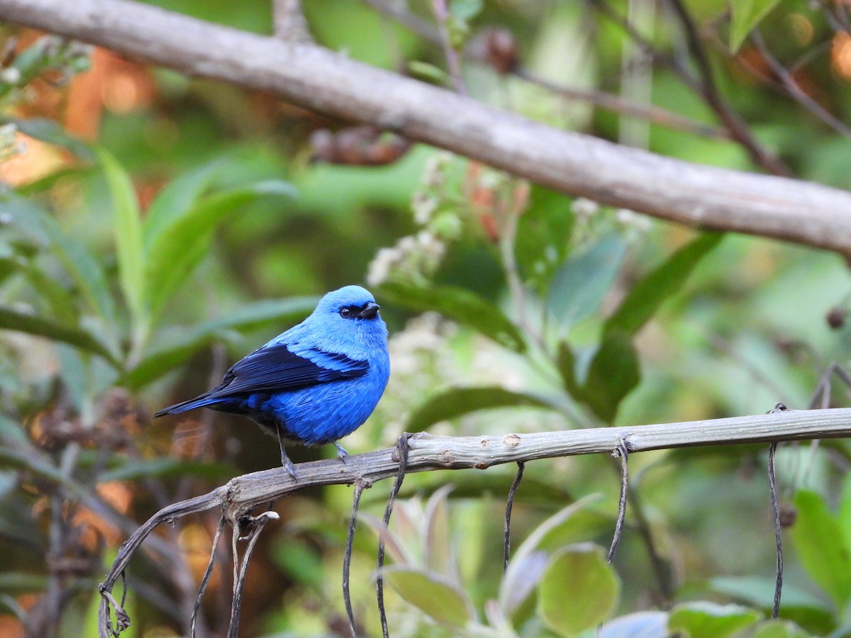 Blue-and-black Tanager - ML351378111