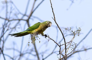  - Cactus Parakeet