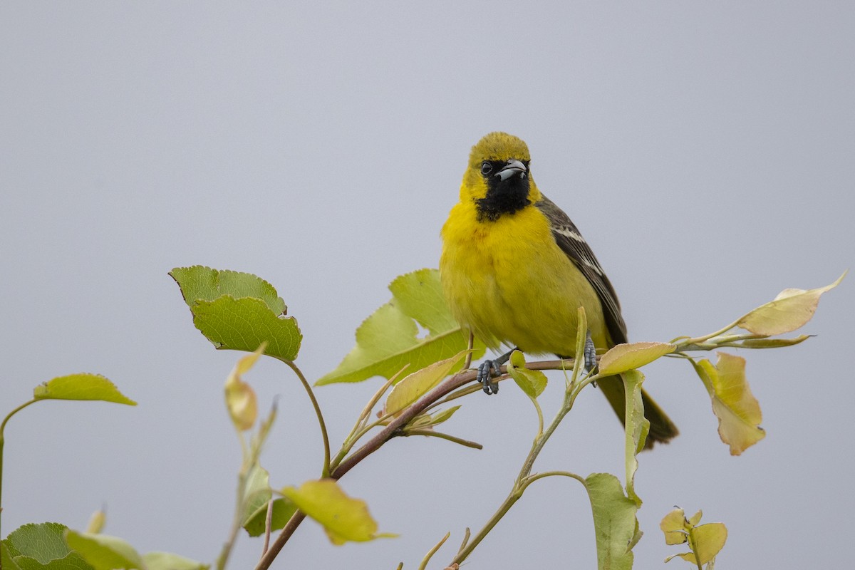 Orchard Oriole (Orchard) - ML351379131