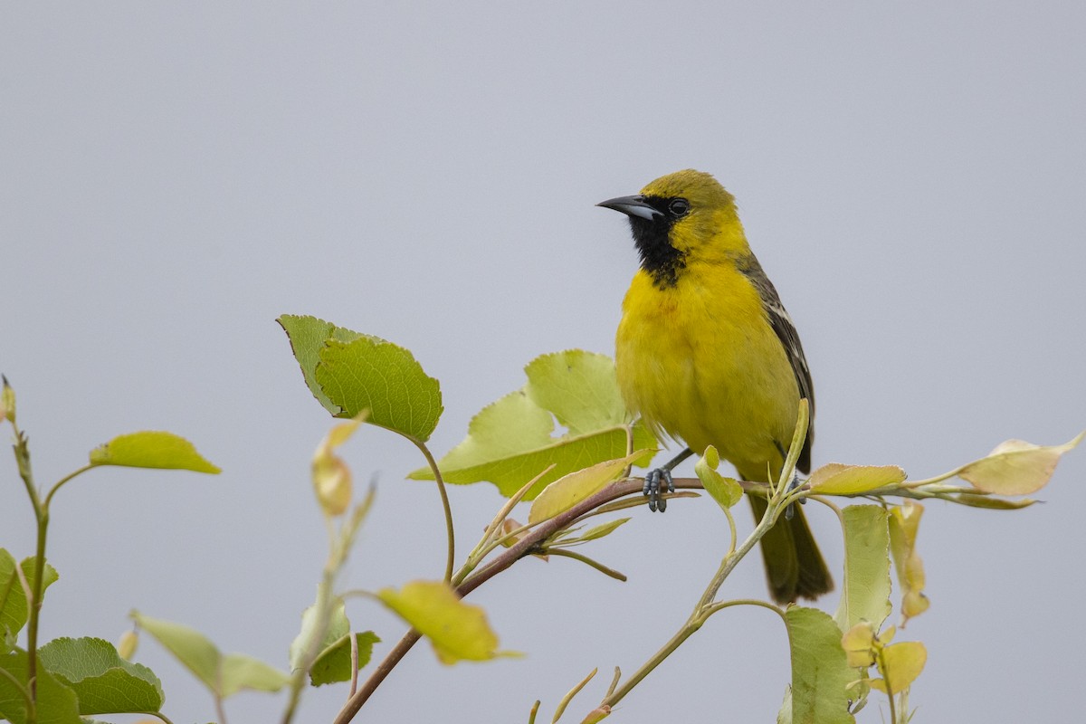 Orchard Oriole (Orchard) - ML351379141