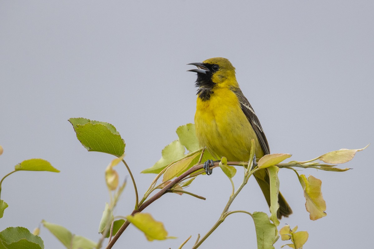 Orchard Oriole (Orchard) - ML351379151