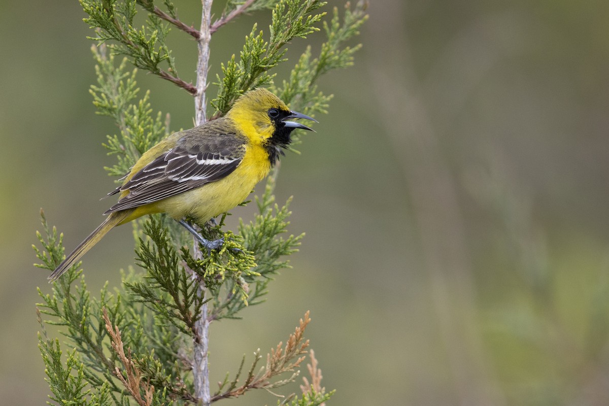 Orchard Oriole (Orchard) - ML351379181
