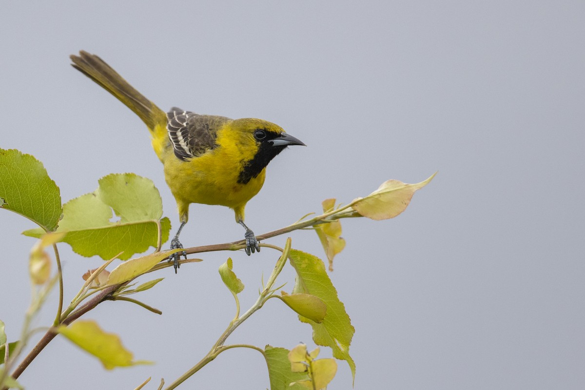 Orchard Oriole (Orchard) - ML351379211