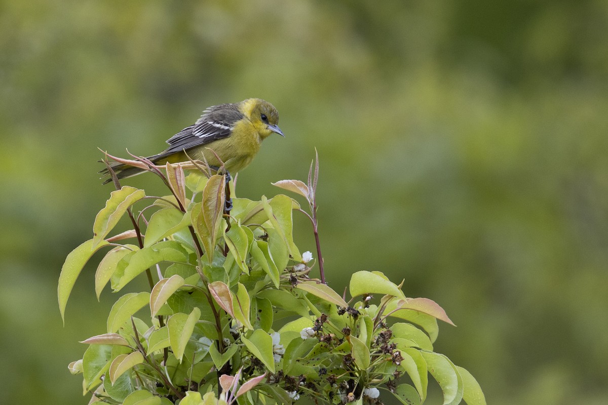 Orchard Oriole (Orchard) - ML351379241