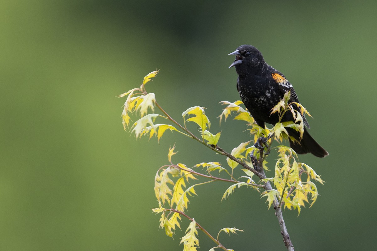 Red-winged Blackbird (Red-winged) - ML351379271