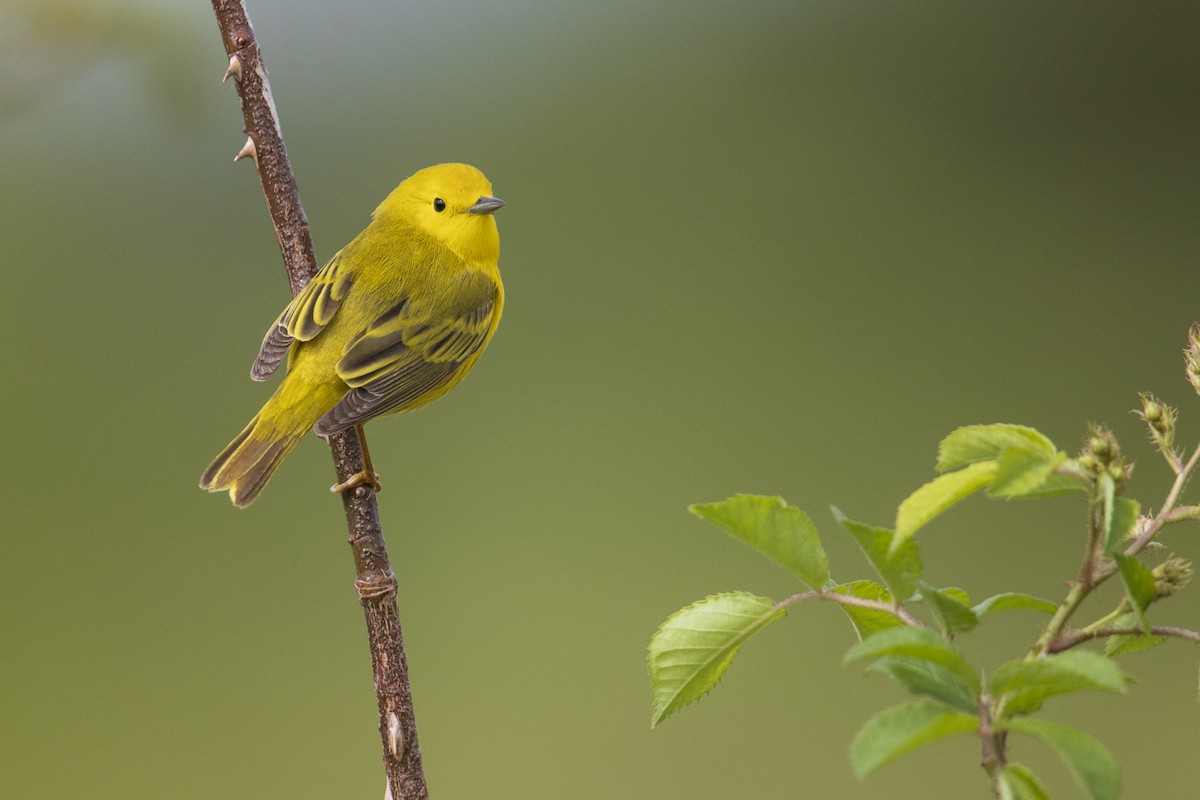 Yellow Warbler (Northern) - ML351379351