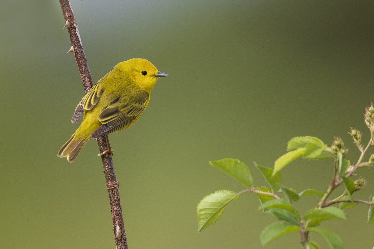 Yellow Warbler (Northern) - ML351379361