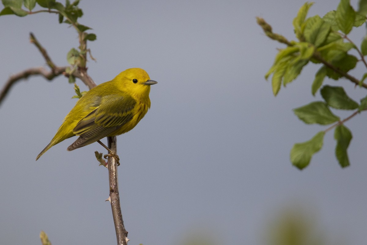 Yellow Warbler (Northern) - ML351379401