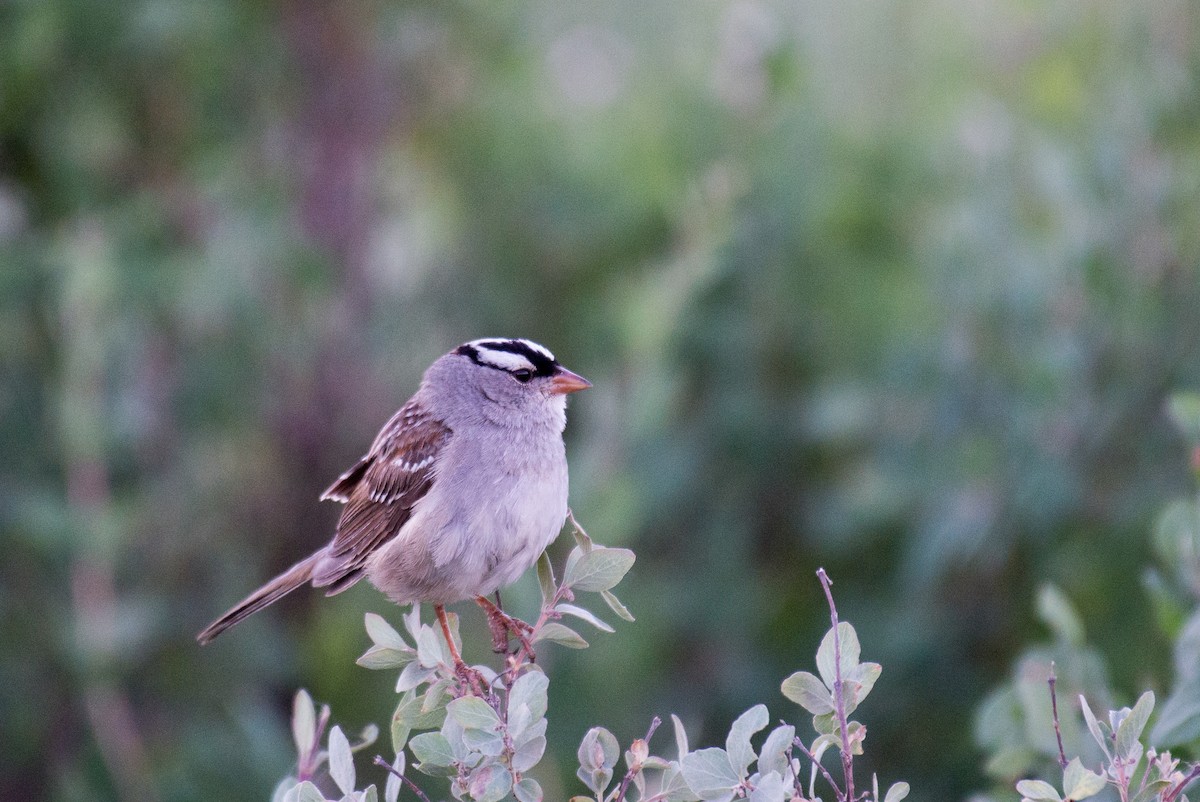 White-crowned Sparrow (oriantha) - Herb Elliott