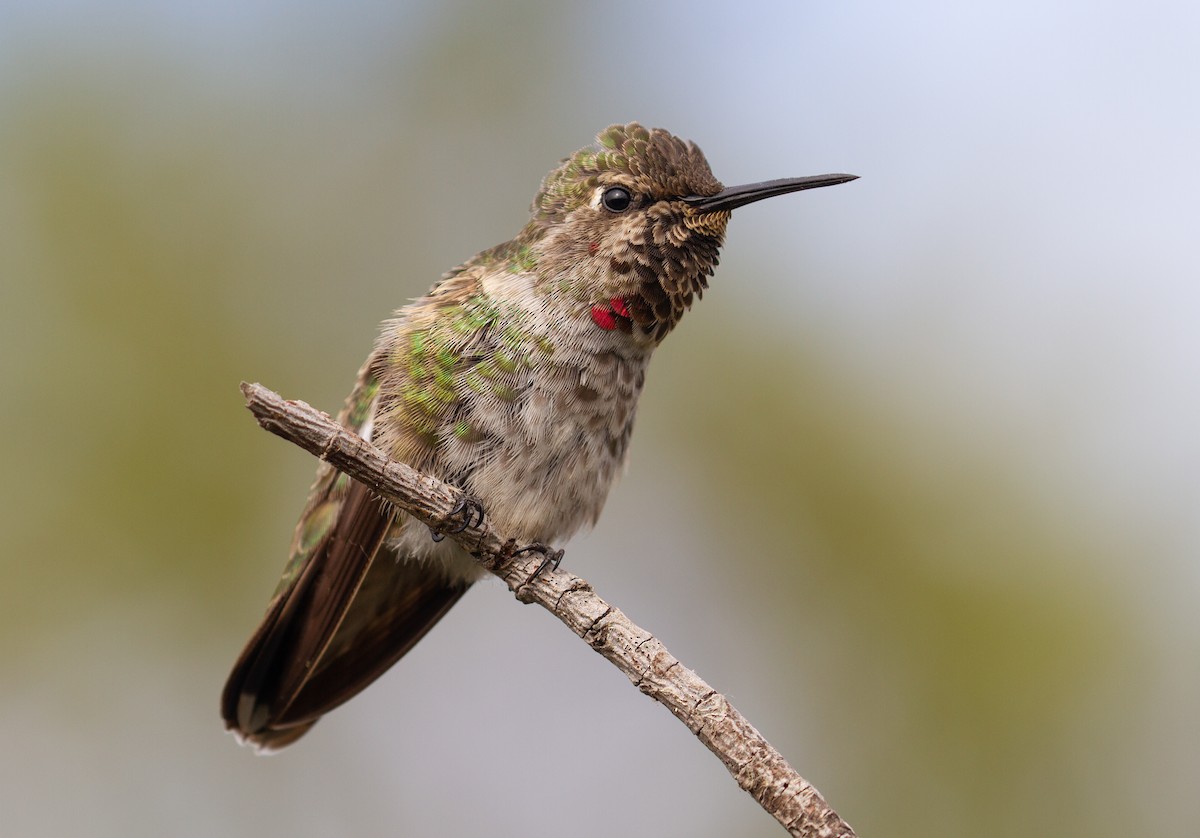 Anna's Hummingbird - Sasha Cahill
