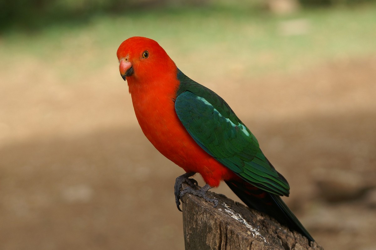 Australian King-Parrot - ML35139111