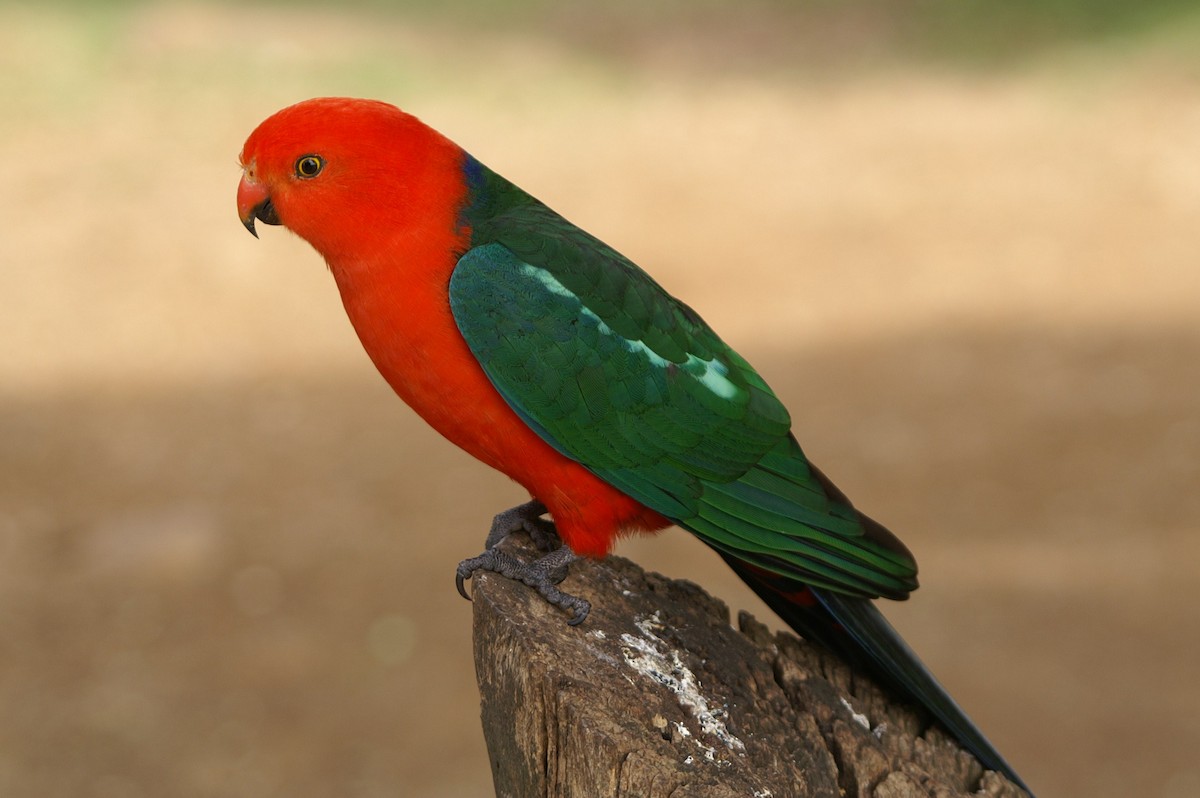 Australian King-Parrot - Toby Austin