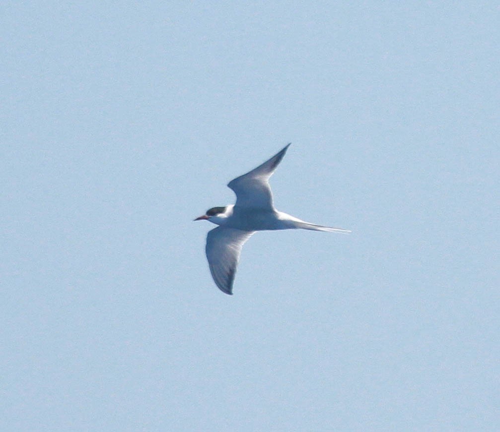 Common/Arctic Tern - Skye Haas