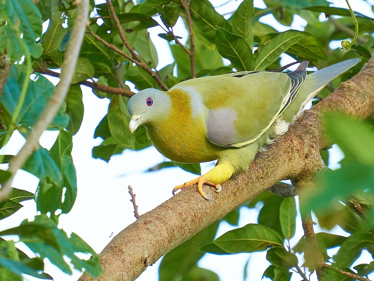Yellow-footed Green-Pigeon - ML351398961