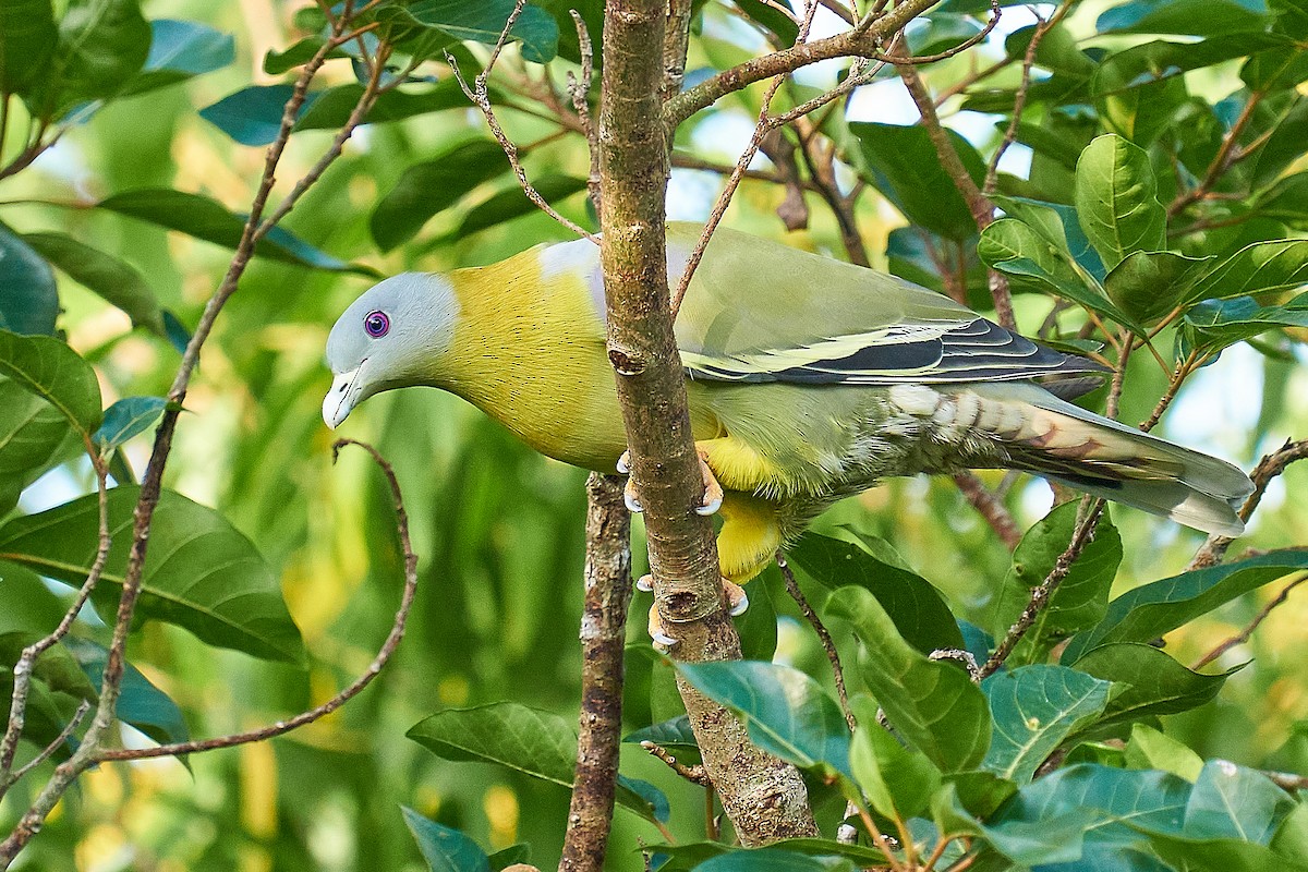 Yellow-footed Green-Pigeon - ML351398971