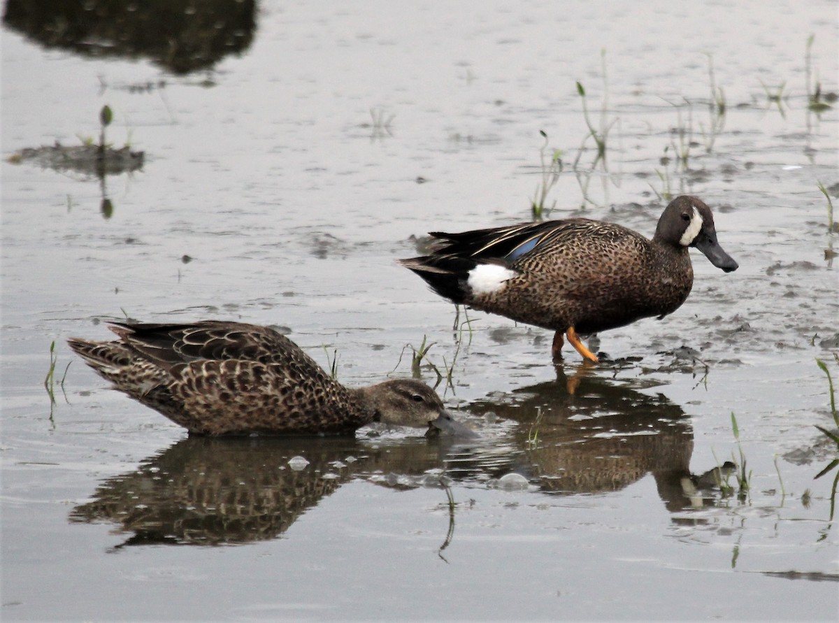 Blue-winged Teal - ML351411481