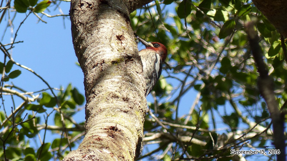 Red-breasted Sapsucker - ML35141441