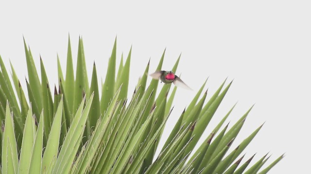 Broad-tailed Hummingbird - ML351417101