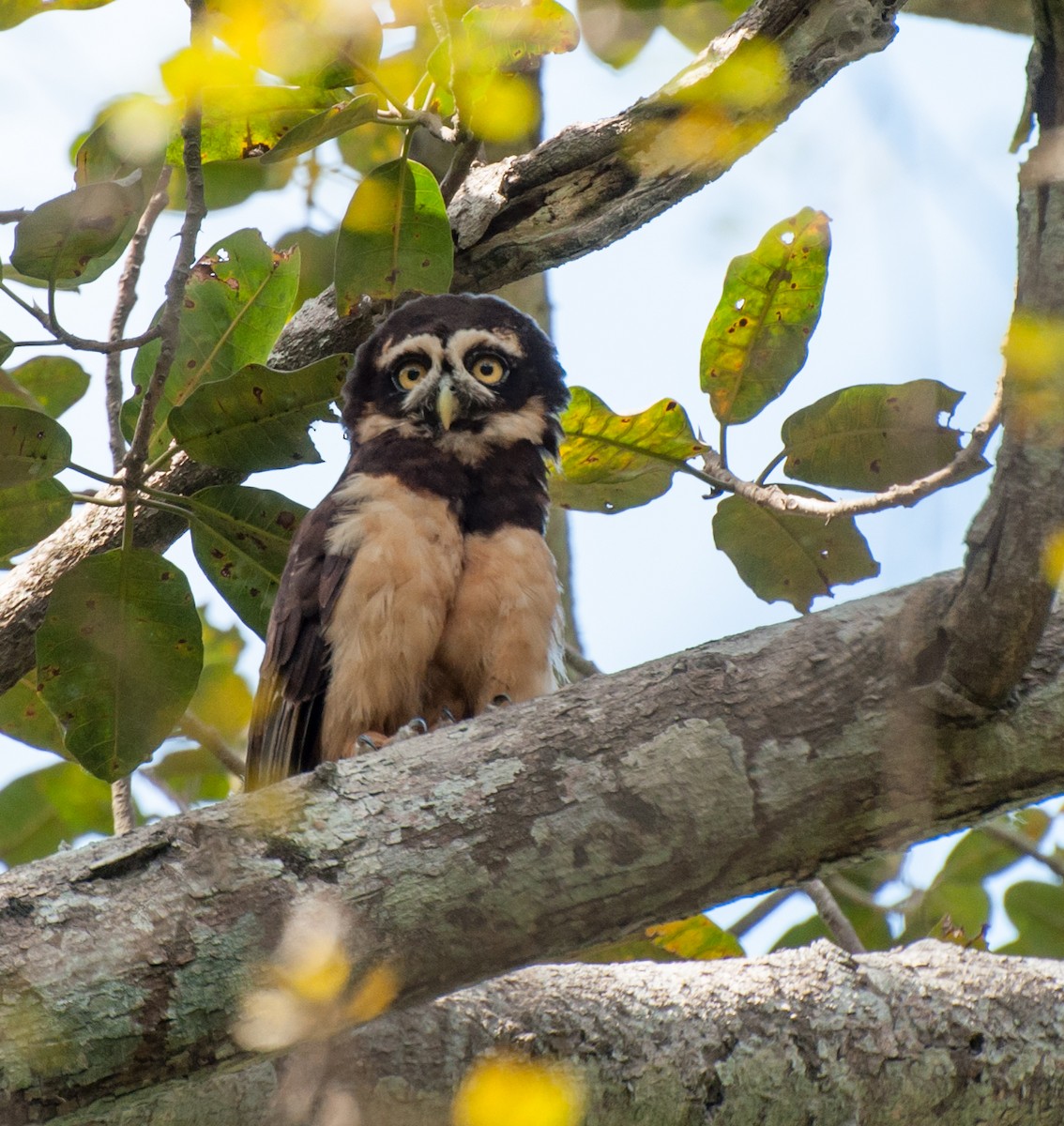 Spectacled Owl - Nic Allen