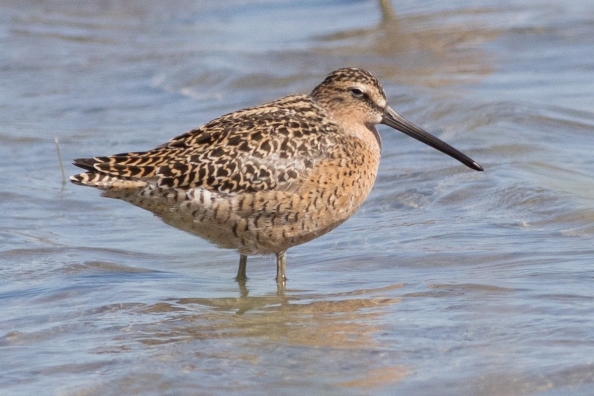 Long-billed Dowitcher - ML351435861