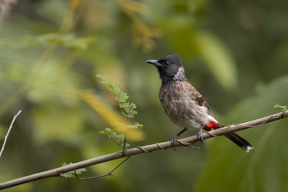 Red-vented Bulbul - ML351438951
