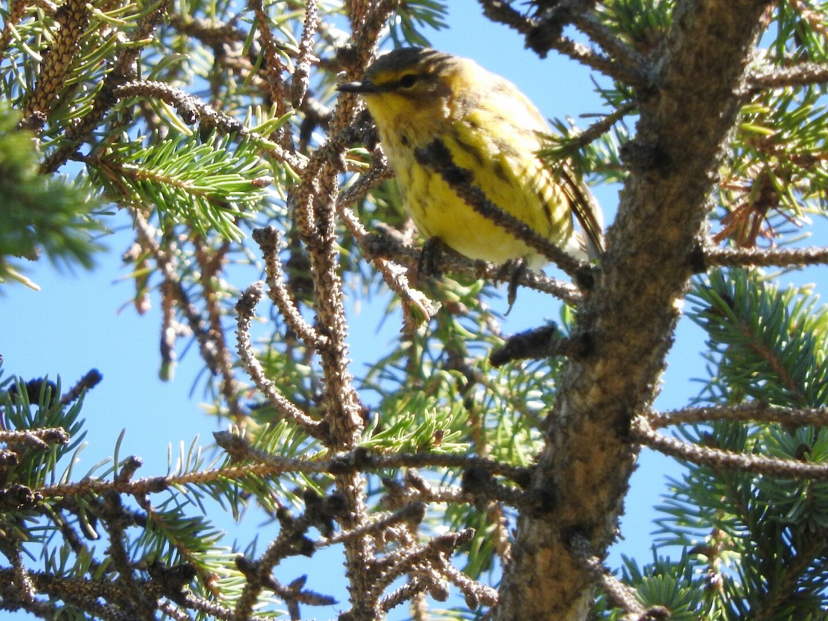 Cape May Warbler - ML35144651