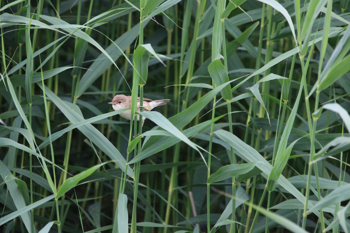Common Reed Warbler - ML351450851