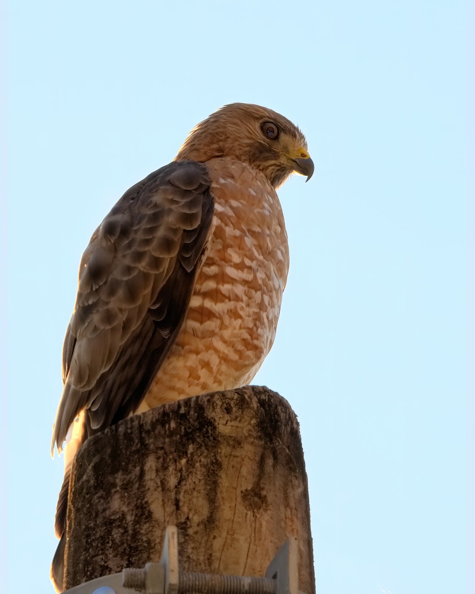 Broad-winged Hawk - Jaap Velden
