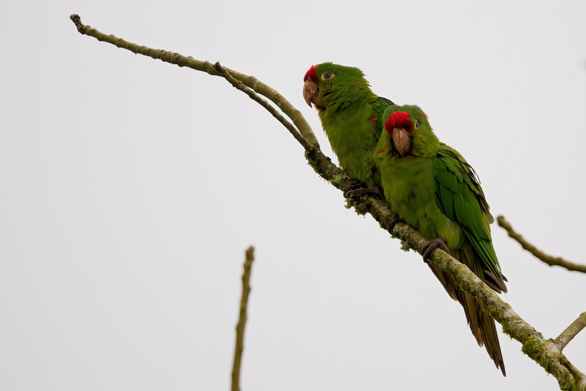 Crimson-fronted Parakeet - Jaap Velden