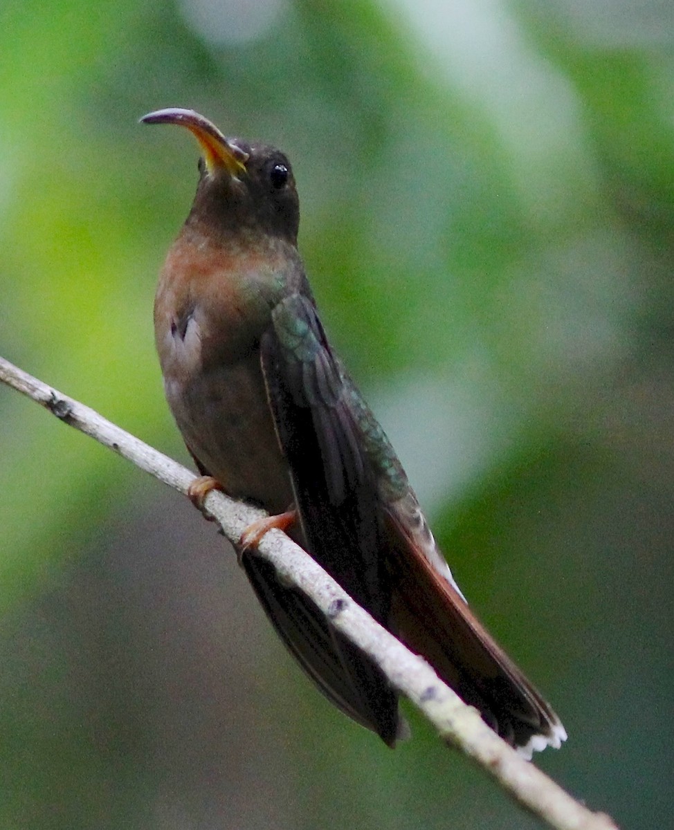 Rufous-breasted Hermit - ML35145381