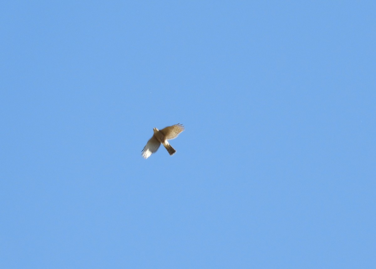 Eurasian Sparrowhawk - Alba Sanjuán