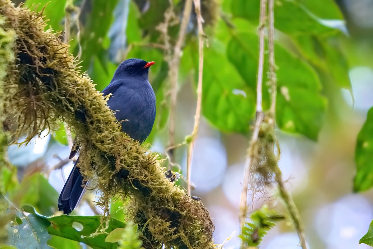 Black-faced Solitaire - ML351456601