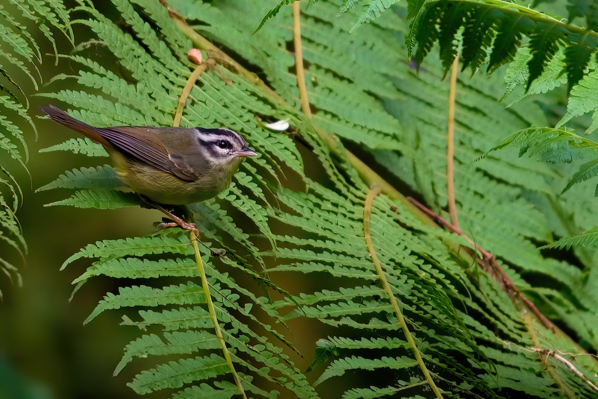 Costa Rican Warbler - Jaap Velden