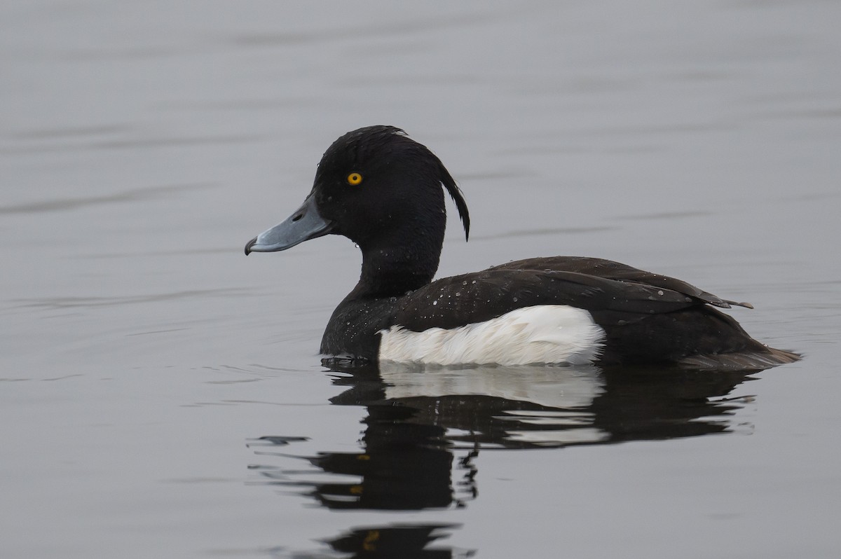 Tufted Duck - ML351461701
