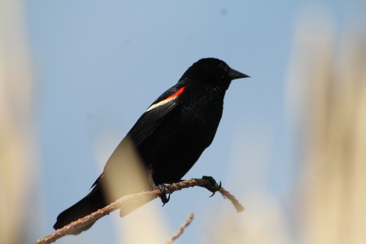 Red-winged Blackbird - ML351462781