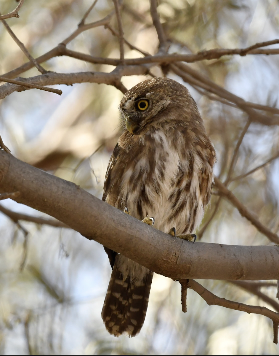 Peruvian Pygmy-Owl - VERONICA ARAYA GARCIA