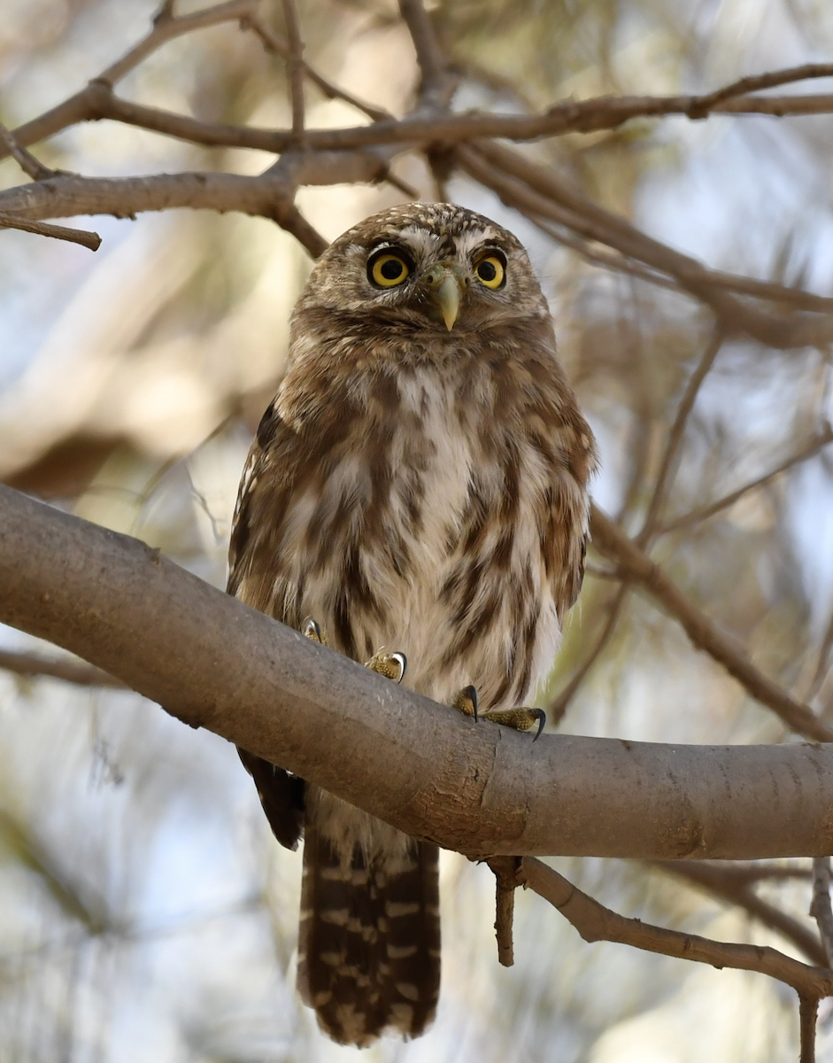 Peruvian Pygmy-Owl - ML351467661