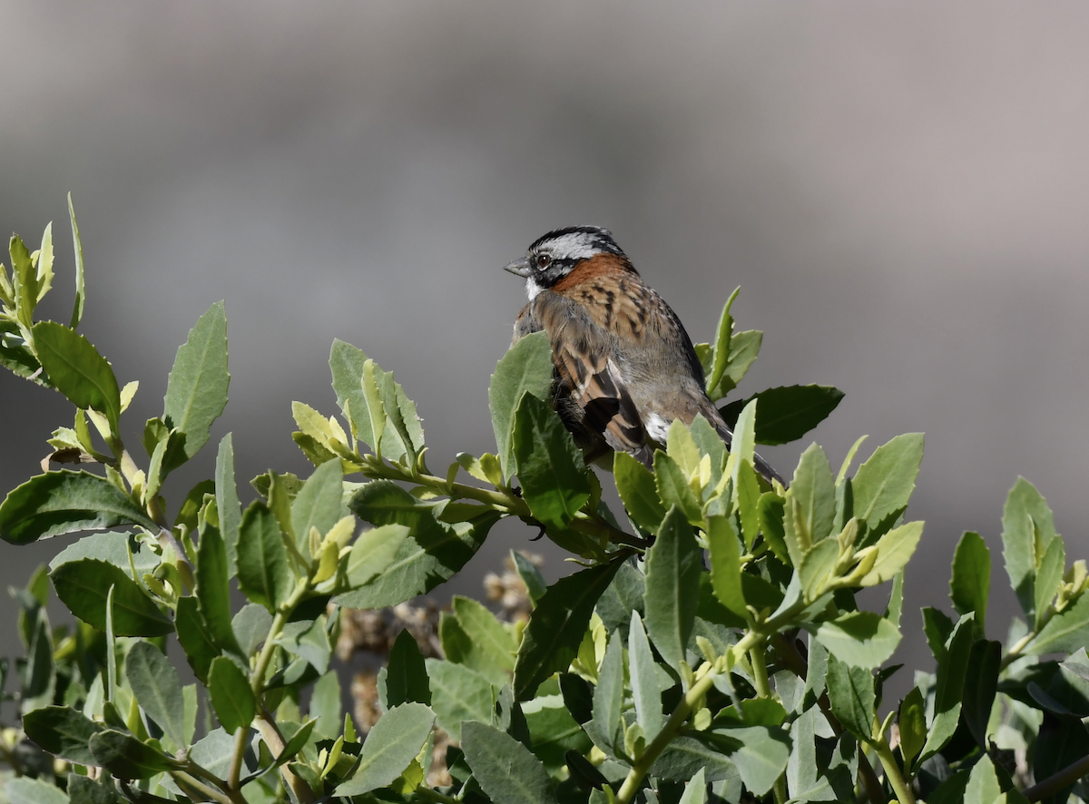 Rufous-collared Sparrow - ML351468771