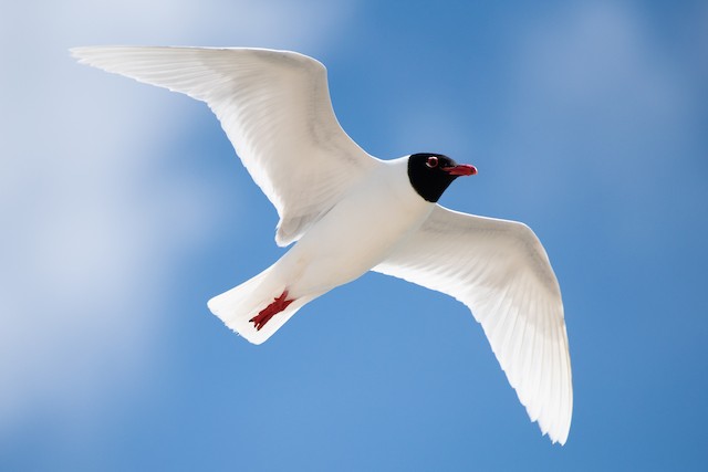 Mediterranean Gull