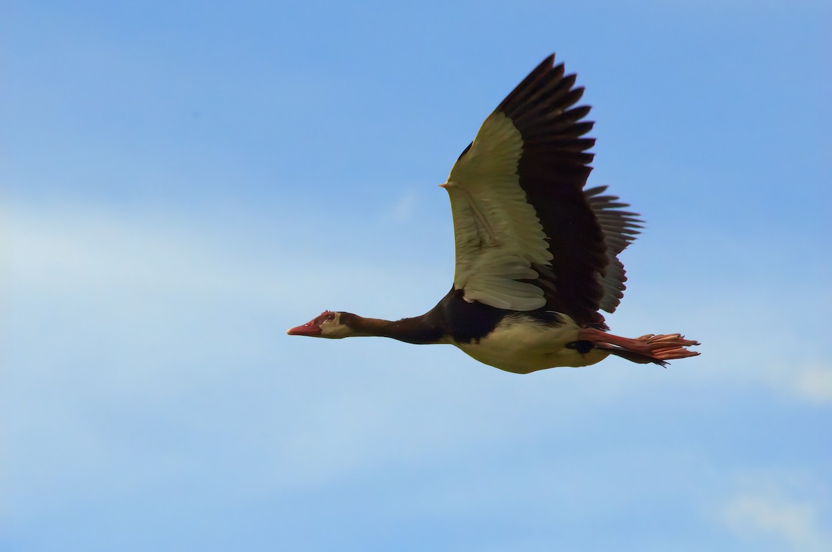 Spur-winged Goose - Jaap Velden